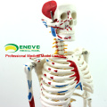 SKELETON04 (12364) modèle de squelette de la Science médicale 85cm avec le muscle peint pour la Science médicale, meilleur cadeau pour l&#39;orthopédiste
